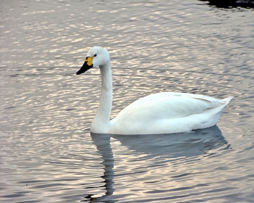 Bewick swan